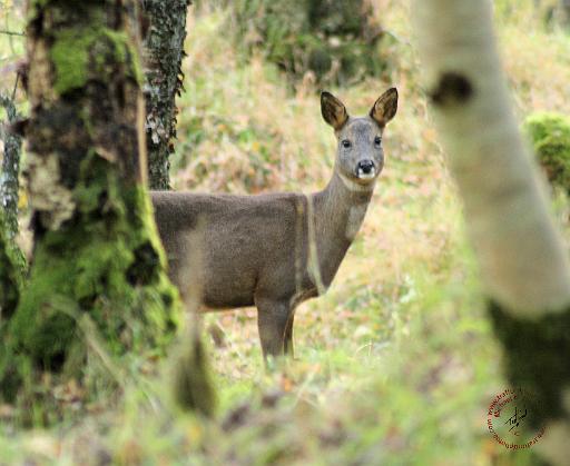 Roe Deer 9Y091D-113.JPG